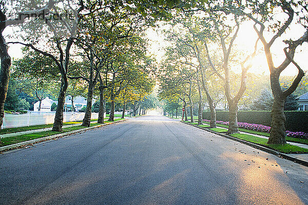 Empty treelined suburban street in morning light