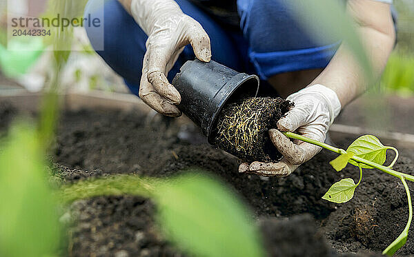 Hands of senior woman planting pepper plant in pot