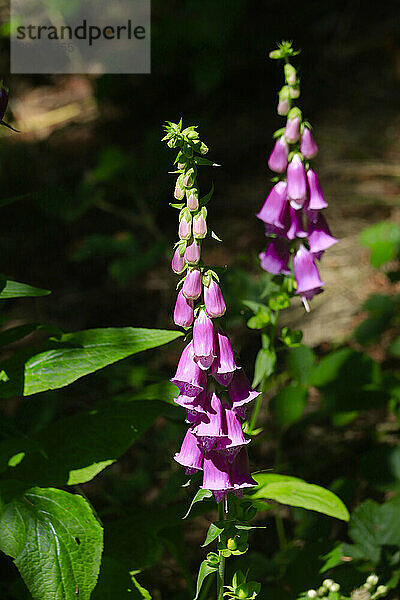 PinkÂ foxglove (Digitalis purpurea) blooming outdoors in spring