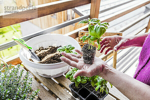 Hand of woman holding basil plant in balcony