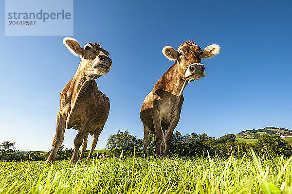 Surface view of cows grazing in summer pasture