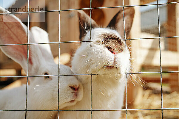 Rabbits peeking out of pen at farm