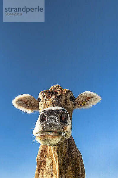 Portrait of cow standing against clear blue sky