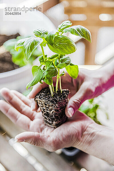 Hands of woman holding basil plant in balcony