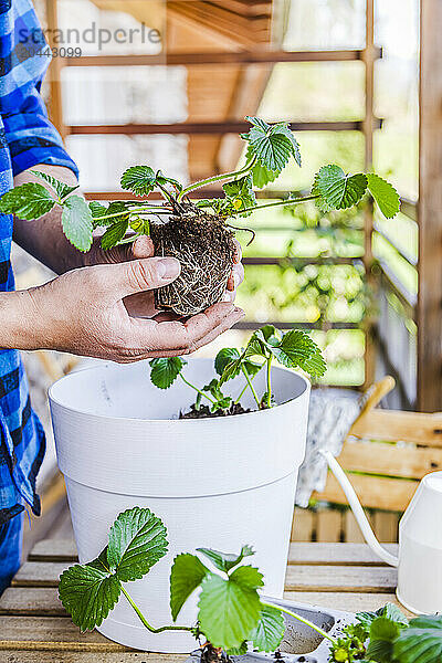 Mature man planting strawberry plant in pot at table