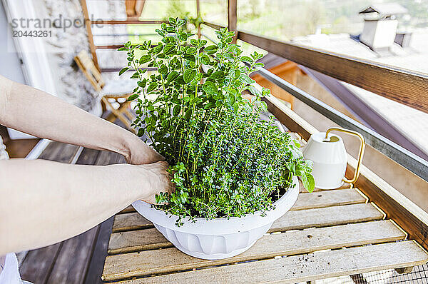 Hands of woman planting plant in pot at table