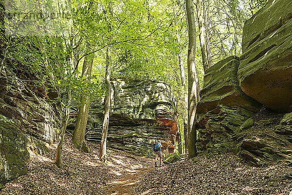 Man hiking in forest of Eifel national park at Rhineland  Germany