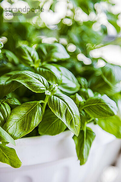 Basil potted plant in balcony