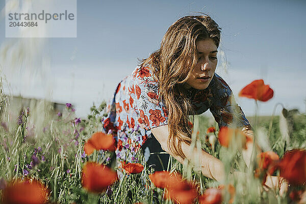 Young woman plucking poppy flowers in meadow