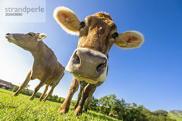 Surface view of cows grazing in summer pasture