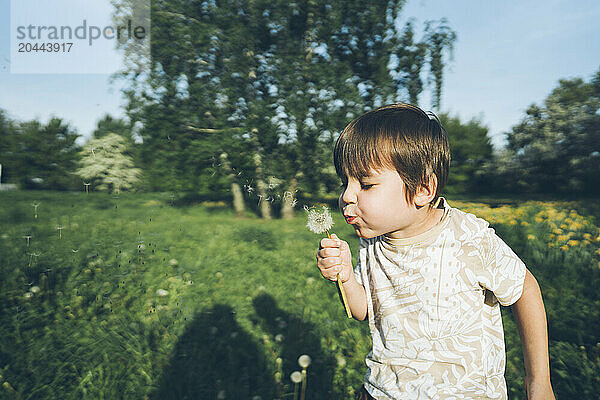 Cute boy blowing dandelion flower at lawn