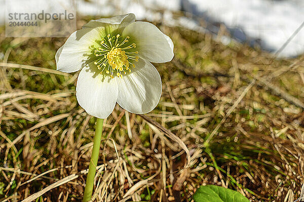 Fresh white Hellebore blooming on sunny day