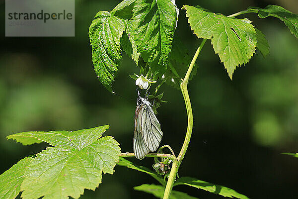 Butterfly perching on green plant