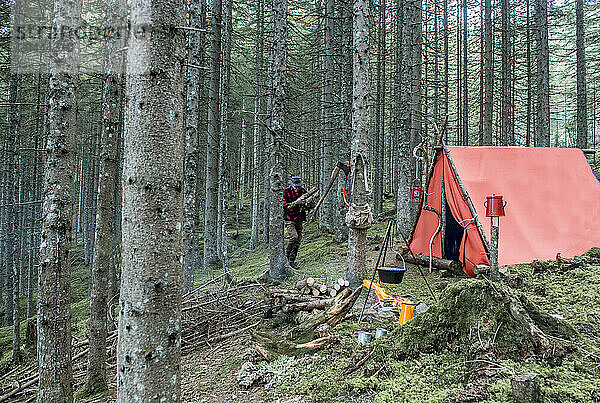 Senior man collecting firewood for bonfire and camping in forest