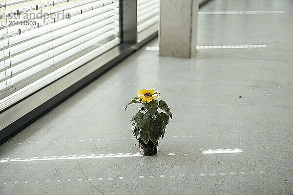 Sunflower plant kept on floor at office