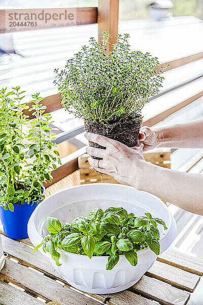 Mature woman holding plant in balcony