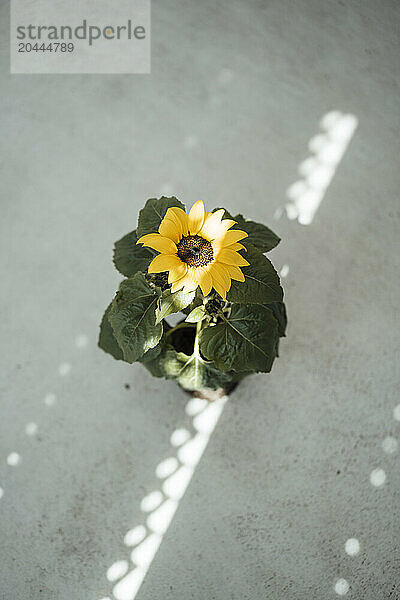 Flower pot kept on floor at office