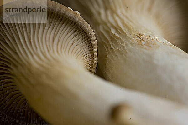 Extreme close up of eryngi mushrooms