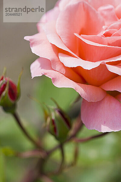 Close up of Pink Rose