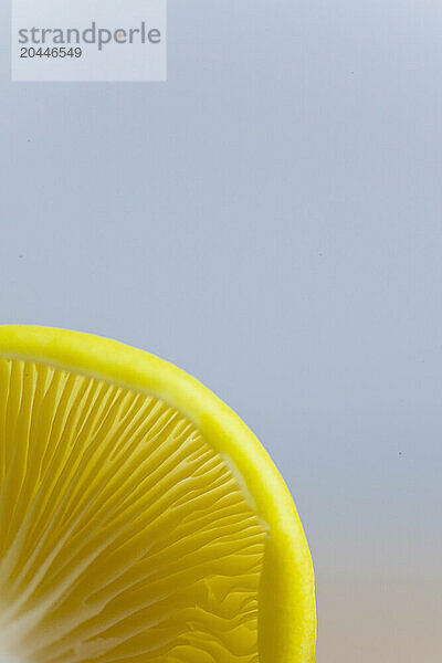 Extreme close up of a yellow oyster mushroom