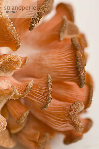 Extreme close up of a pink oyster mushroom