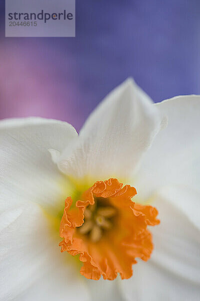 Detail of a narcissus flower  Narcissus Geranium Tazetta