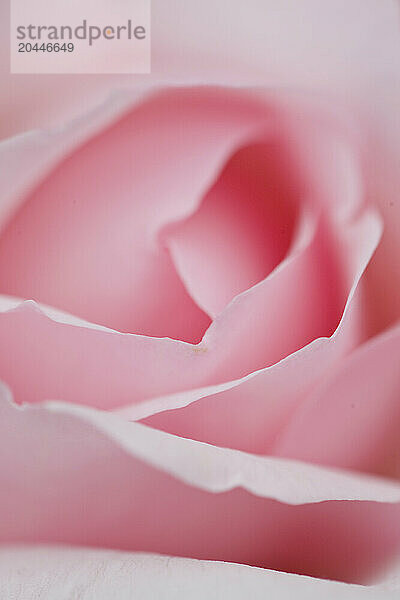 Extreme close up of a pink rose