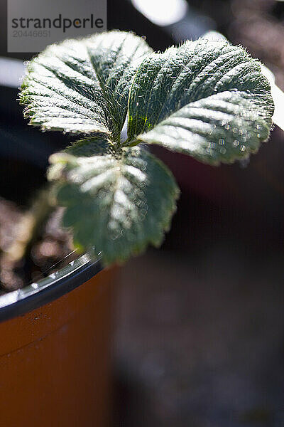 Close up of a strawberry plant leaves