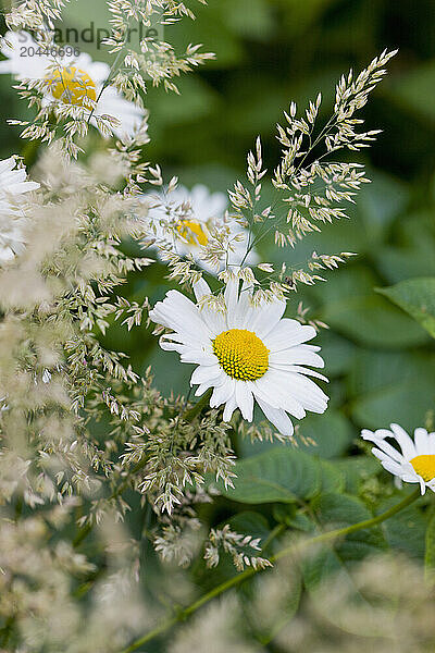 Daisies and Wild Grass