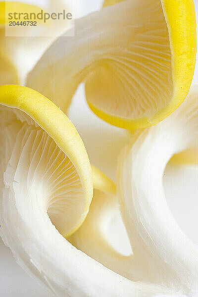 Extreme close up of yellow oyster mushrooms