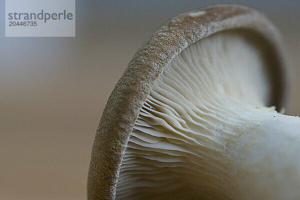 Extreme close up of an eryngi mushroom