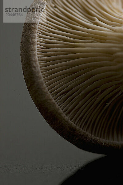 Extreme close up of an eryngi mushroom