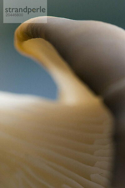 Extreme close up of an eryngi mushroom