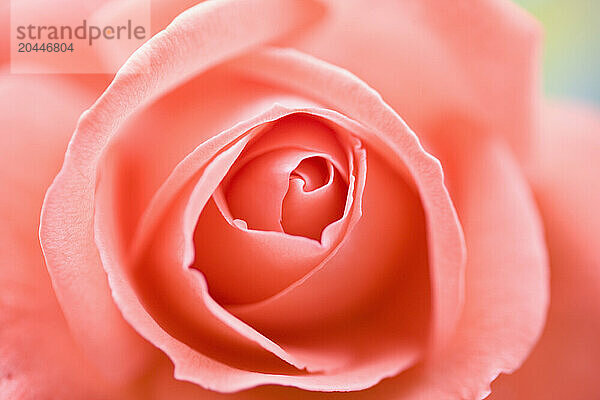 Extreme close up of a pink rose