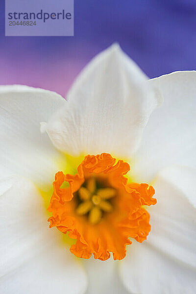 Detail of a narcissus flower  Narcissus Geranium Tazetta