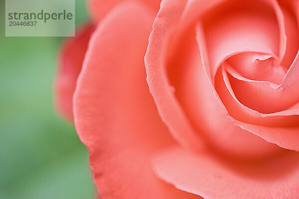 Close up of a pink rose