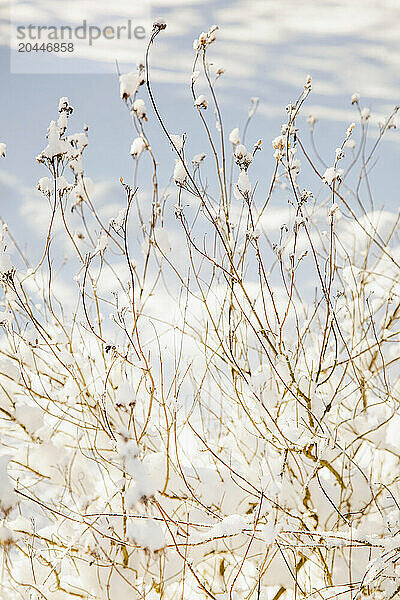 Anemone in Snow