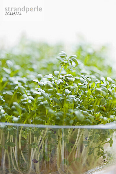 Close up of Watercress