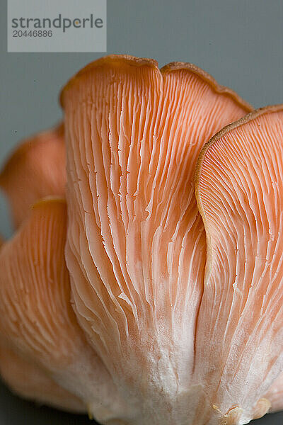 Extreme close up of a pink oyster mushroom