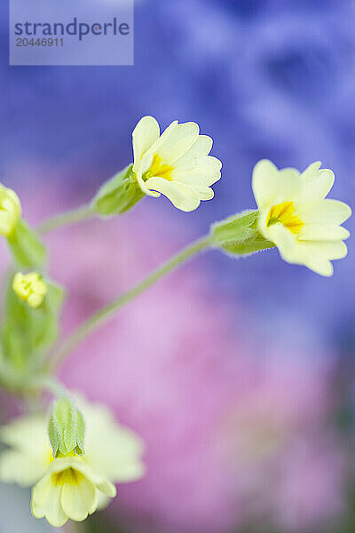 Primrose flowers  Primula vulgaris