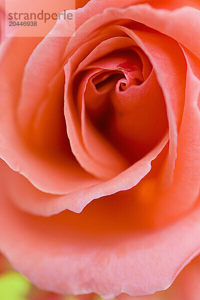 Extreme close up of a pink rose