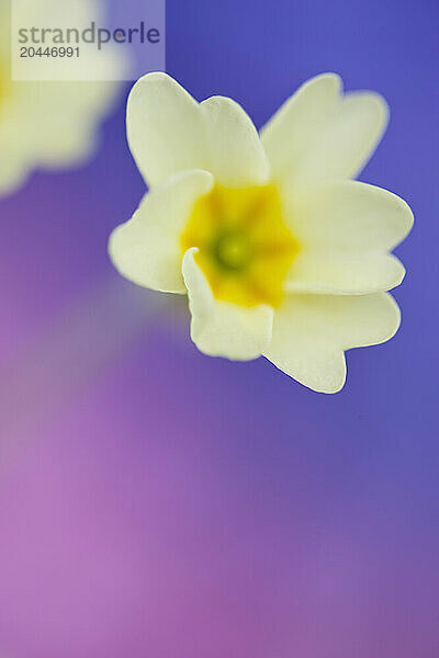 Primrose flowers  Primula vulgaris