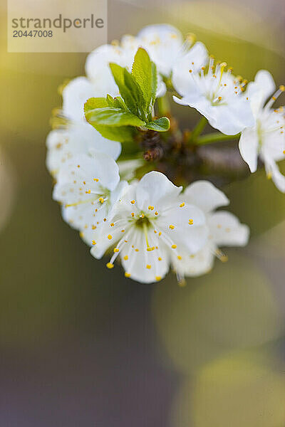 Close Up of Apple blossom