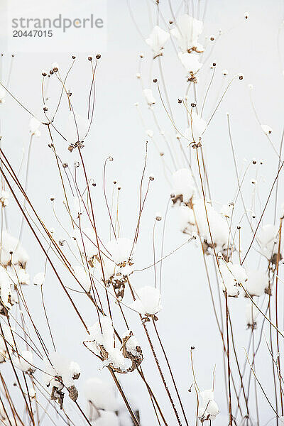 Anemone in Snow