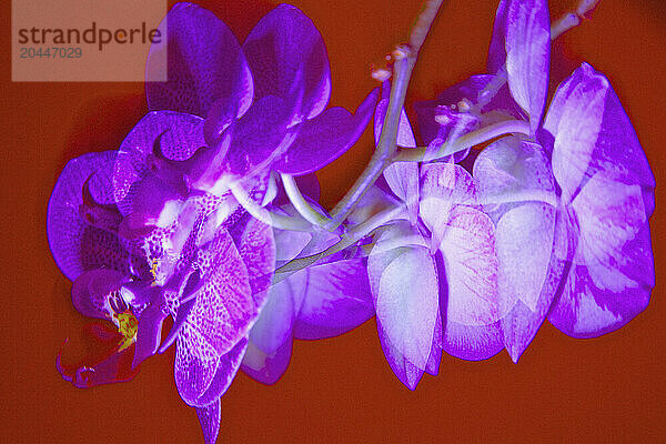 Close up of Bright Pink Orchids