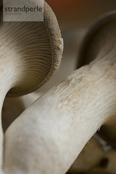 Extreme close up of eryngi mushrooms