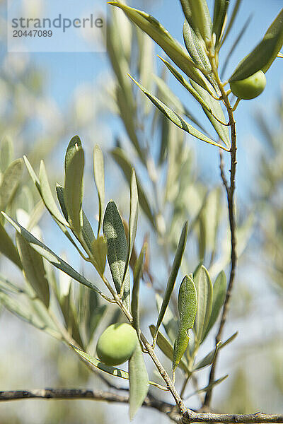 Close up of Olives on Tree Branch