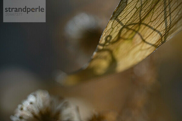 This is a close-up image of a dried  translucent leaf with intricate vein patterns  set against a blurred background.