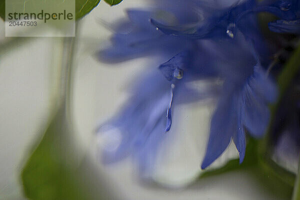 A close-up image of a blue flower petal with a water droplet  showcasing fine details and texture against a soft blurred background.