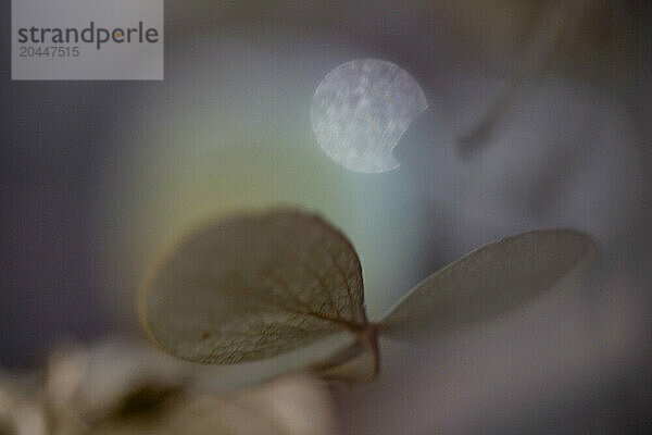 A close-up image of a delicate  translucent leaf with a soft-focus background featuring a pale  bokeh light effect.